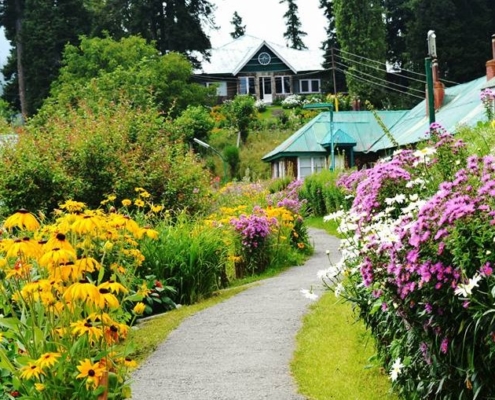 gulmarg-meadow-flowers